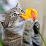 QUELLES PLANTES CATFRIENDLY CHOISIR QUAND ON A UN CHAT ?