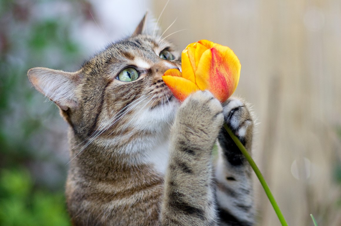 Lire la suite à propos de l’article QUELLES PLANTES CATFRIENDLY CHOISIR QUAND ON A UN CHAT ?