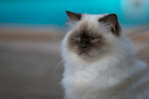 Lire la suite à propos de l’article LE BIEN-ÊTRE ANIMAL DESORMAIS AU PROGRAMME DES ELEVES DE CP