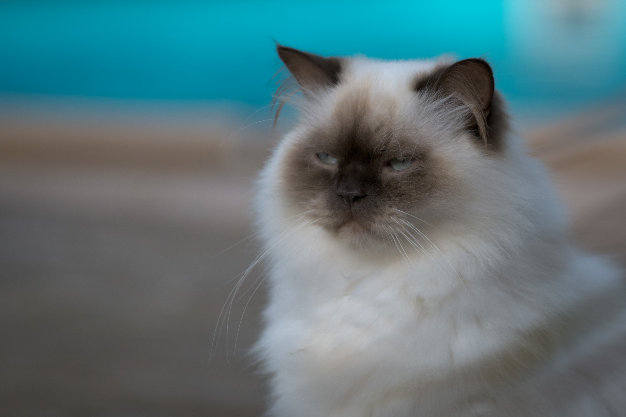 Lire la suite à propos de l’article LE BIEN-ÊTRE ANIMAL DESORMAIS AU PROGRAMME DES ELEVES DE CP