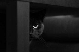 Lire la suite à propos de l’article LE CHAT NOIR, CE MAL AIME