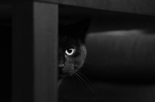 Lire la suite à propos de l’article LE CHAT NOIR, CE MAL AIME