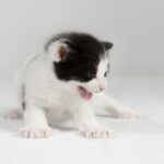 5347625-chaton-appel-à