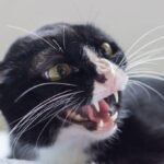 cat-growling-body-language-min-1024x683