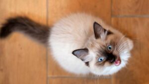 Lire la suite à propos de l’article MIAULEMENTS MYSTERIEUX : COMPRENDRE LES SONS DE VOTRE MINOU