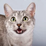 depositphotos_86728870-stock-photo-cat-meows