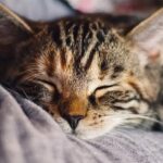 ronronne-avec-moi-lorganisme-qui-fait-la-difference-pour-les-chats-en-detresse-132201-815x458