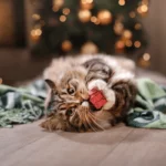 LE SAPIN DE NOËL, LES CHATS ET L’ART DE LA SURVIE FESTIVE !