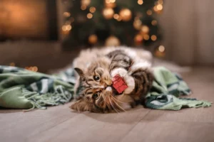 Lire la suite à propos de l’article LE SAPIN DE NOËL, LES CHATS ET L’ART DE LA SURVIE FESTIVE !