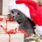 LE TOP 10 DES CADEAUX DE NOËL POUR CHAT