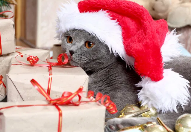 Lire la suite à propos de l’article LE TOP 10 DES CADEAUX DE NOËL POUR CHAT