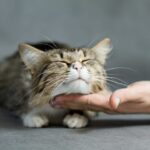 LE CONSENTEMENT AUX CARESSES CHEZ LE CHAT