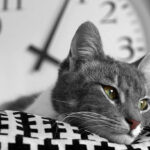 LE CHAT A-T-IL LA NOTION DU TEMPS ?