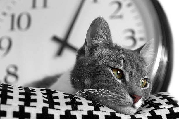 Lire la suite à propos de l’article LE CHAT A-T-IL LA NOTION DU TEMPS ?