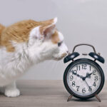 LE CHANGEMENT D’HEURE, QUELS EFFETS SUR NOS MATOUS ?